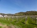 DSC09026