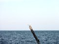 DSC04496