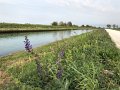 IMG_1275