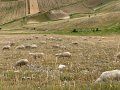 IMG_5931
