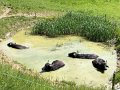 IMG_3523