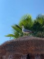 IMG_4273