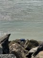 IMG_2966