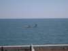 img_8496_small.jpg